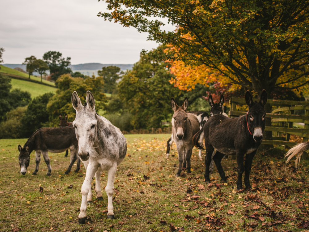 Happy donkeys at Paccombe Farm